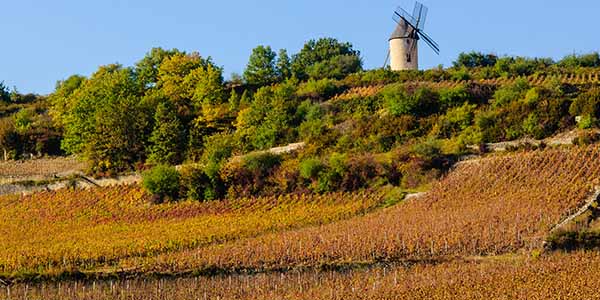 vignes et moulin